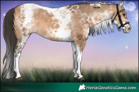 Horse Color:White Spotted Bay Dun Tobiano Rabicano