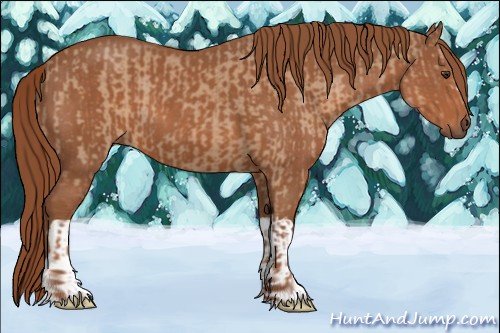 Horse Color:Red Dun  and Chestnut 