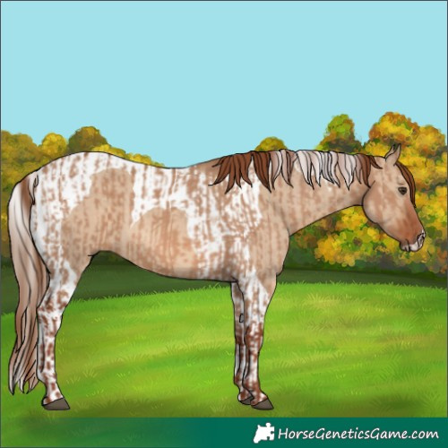 Horse Color:Red Dun and Red Dun Tobiano