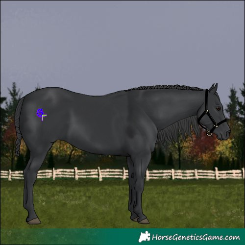 Horse Color:Black 