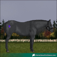 Horse Color:Black 