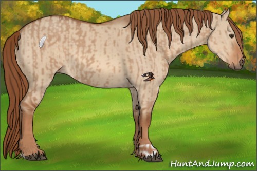 Horse Color:Red Dun  and Red Dun 