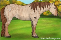 Horse Color:Red Dun  and Red Dun 