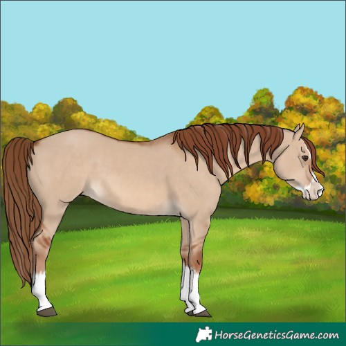 Horse Color:Red Dun Splash  and Red Dun Splash 