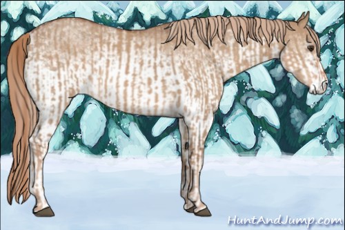 Horse Color:Red Dun  and White Spotted Red Dun 