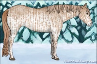 Horse Color:Red Dun  and White Spotted Red Dun 