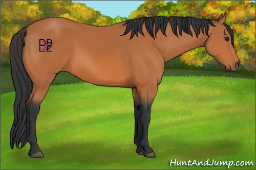 Horse Color:Bay 