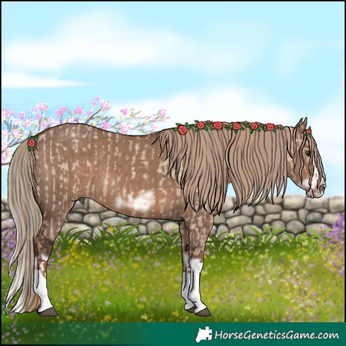 Horse Color:Red Dun Roan Tobiano and Liver Red Dun Splash Frame