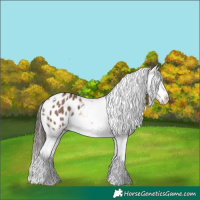 Horse Color:Liver Red Dun Tobiano Appaloosa 