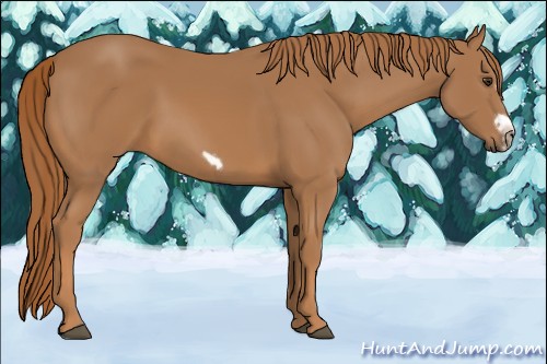 Horse Color:Chestnut Splash Frame 