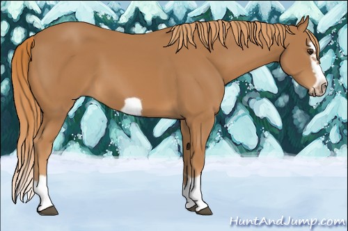 Horse Color:Chestnut Splash Frame 