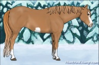 Horse Color:Chestnut Splash Frame 