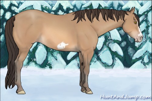 Horse Color:Amber Champagne Splash Frame 