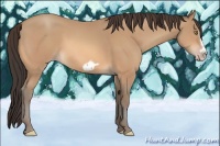 Horse Color:Amber Champagne Splash Frame 