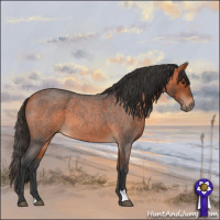Horse Color:Bay Roan 