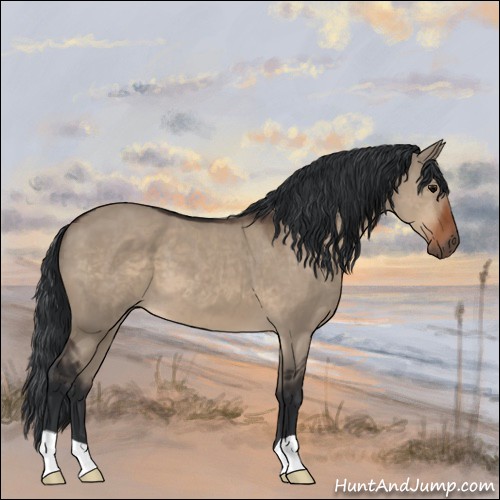 Horse Color:Brown Dun 