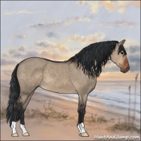 Horse Color:Brown Dun 