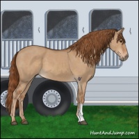 Horse Color:Red Dun  and Red Dun 