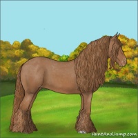 Horse Color:Chestnut Appaloosa 