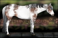Horse Color:White Spotted Brown Roan Frame 