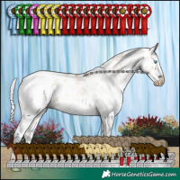 Horse Color:Gray White Spotted Silver Amber Cream Champagne Pearl Sabino Splash Blanket Rabicano 