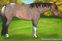 Horse Color:Bay Roan Tobiano 