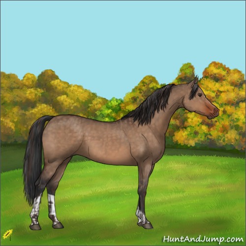 Horse Color:Liver Red Dun  and Bay Dun 