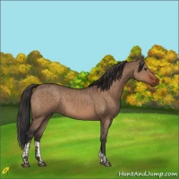 Horse Color:Liver Red Dun  and Bay Dun 