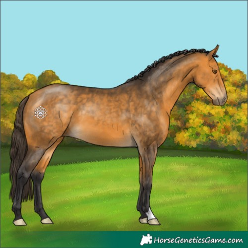 Horse Color:Buckskin 