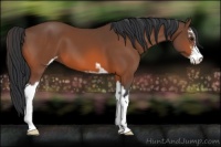 Horse Color:Bay Sabino 
