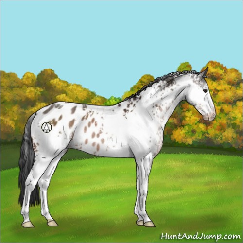 Horse Color:White Spotted Brown Appaloosa Rabicano 