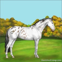 Horse Color:White Spotted Brown Appaloosa Rabicano 