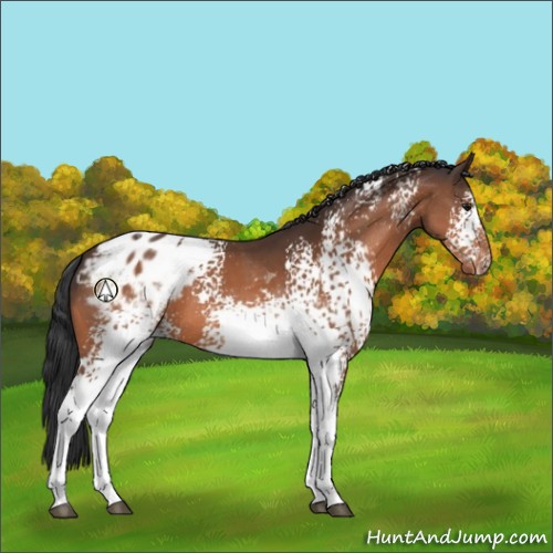 Horse Color:White Spotted Bay Tobiano Appaloosa 