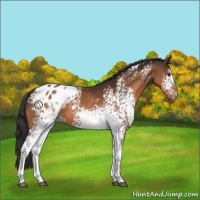 Horse Color:White Spotted Bay Tobiano Appaloosa