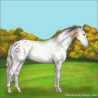 Horse Color:White Spotted Silver Buckskin Sabino Appaloosa 