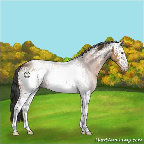 Horse Color:White Spotted Brown Blanket 