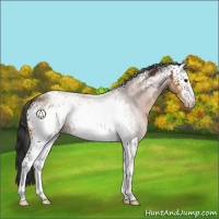 Horse Color:White Spotted Brown Appaloosa 