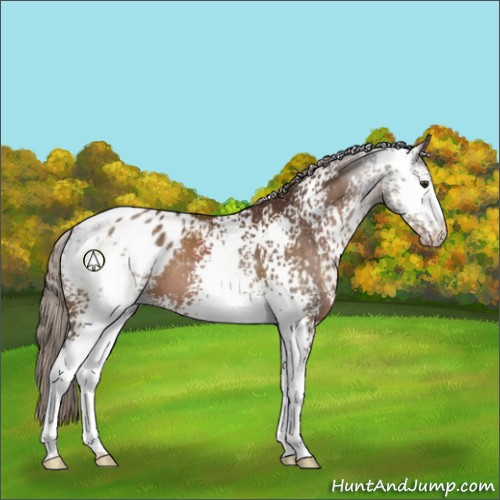 Horse Color:White Spotted Liver Chestnut Appaloosa
