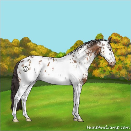Horse Color:White Spotted Buckskin Appaloosa