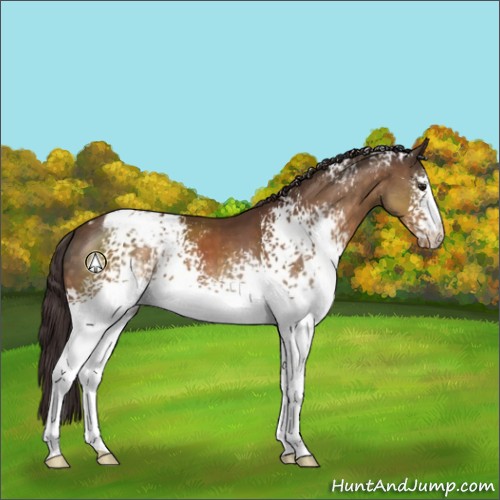 Horse Color:White Spotted Buckskin Blanket 