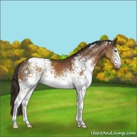 Horse Color:White Spotted Buckskin Blanket 