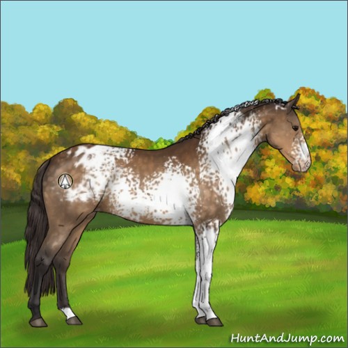 Horse Color:White Spotted Buckskin Appaloosa
