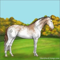 Horse Color:White Spotted Brown Pearl Blanket Rabicano 