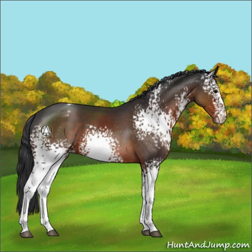 Horse Color:White Spotted Brown Sabino Appaloosa