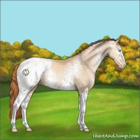 Horse Color:White Spotted Buckskin Pearl Appaloosa 