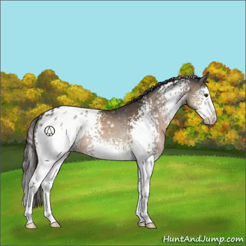 Horse Color:White Spotted Brown Dun Splash Appaloosa Rabicano