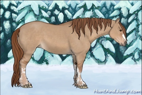 Horse Color:Red Dun and Red Dun