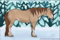 Horse Color:Red Dun  and Red Dun 