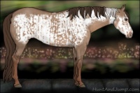 Horse Color:Liver Red Dun  and Liver Red Dun Frame 