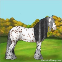 Horse Color:Bay Leopard 
